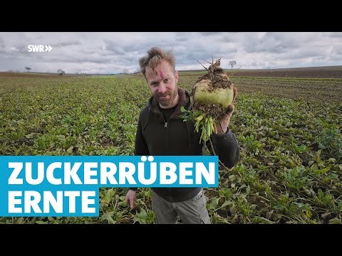 Die Reise der Pfälzer Rübe: Vom Acker bis zum weißen Zucker