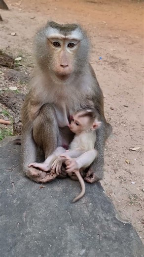 Lovely Baby Monkey With Mom Take Care #shorts