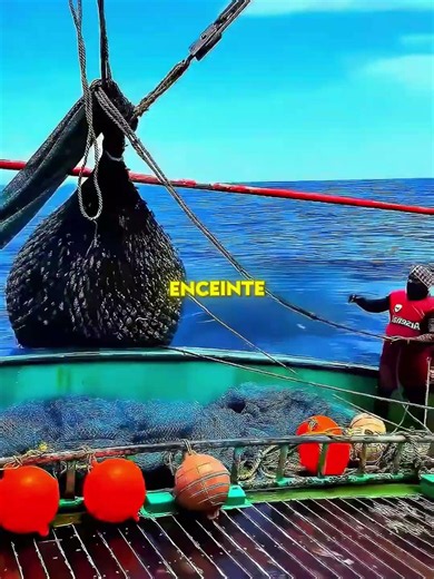 Il a sauvé une raie manta enceinte 🌊