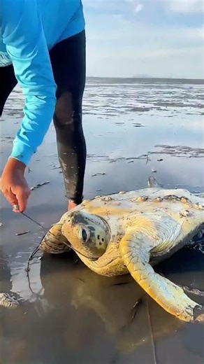 Lucky Turtle ! A Fisherwoman Spots It Tied Up on the Beach – Flips It Over & Cuts the Rope
