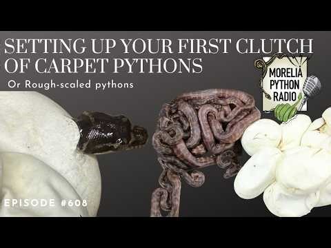 Setting Up Your First Carpet Python Clutch