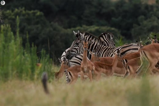 African Rock Python( Part 12) :- [ हिन्दी डाक्यूमेंट्री ] , #nature #animals #documentary #discovery #survivalsworld Discover the story of an African rock python Queen in South Africa. | worldnaturehdtv