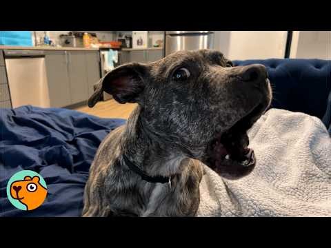Dog Talks Like A Human Every Day | Cuddle Buddies
