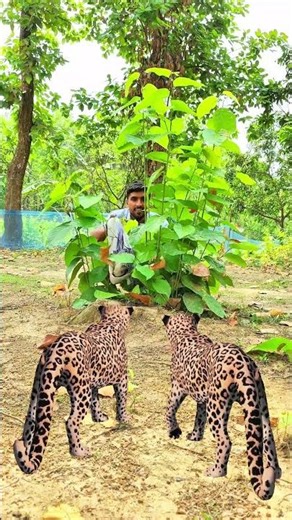Tiger attacks man hiding in bushes🐅 #vfx #tiger #usa #africa #india #brasil #jungle #wildlife