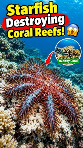 Starfish Destroying Coral Reefs! 😱