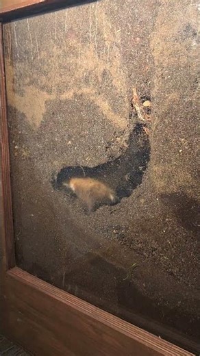 Hamster Digs Intricate Underground Burrow then Falls Asleep