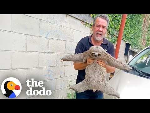 These Two Sloths Were Rescued Just in Time | The Dodo