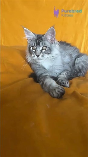 Meet Hoarfrost: The Black Smoke Ticked Tabby Maine Coon with Glowing Yellow Eyes 🖤💛 #MaineCoon