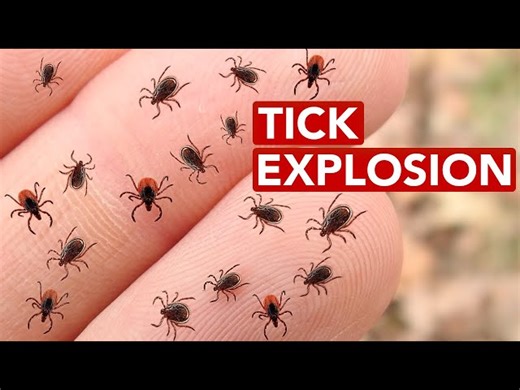The Ecological Reasons Behind the Exploding Tick Populations in Eastern North America