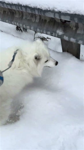 THIS BRIDGE IS SAGGING