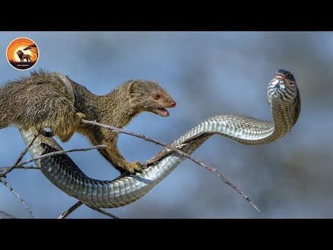 Most Unbelievable Mongoose vs Snake Attack Caught on Camera | Wild Animals