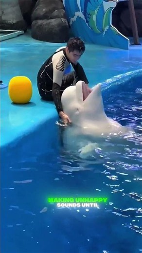 Why Do Beluga Whales Love Children 🤯🐋