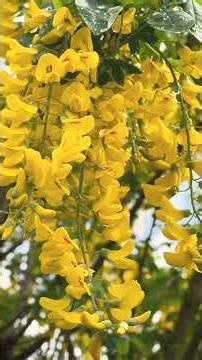 #kesariya🧡#yellow laburnum flower 🍁🍂🍁