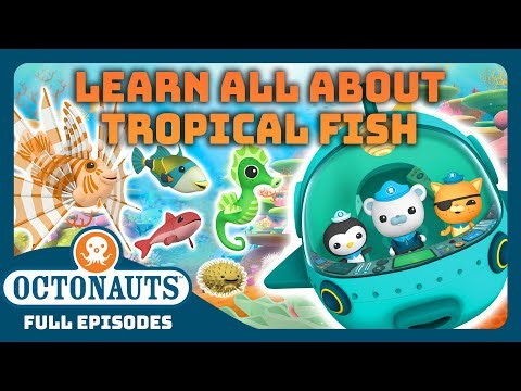 @Octonauts - ☀️ A Day in the Life of Tropical Fish! 🐠 | 1 Hours+ Full Episode Marathon