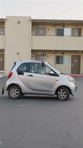 Parallel Parking Was Fine Until The Stripes Helped #earthnextdoor #parallelparking #dragonzebra