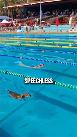 No One Expected This Competitor…😂 (@brinjalthegalapup)