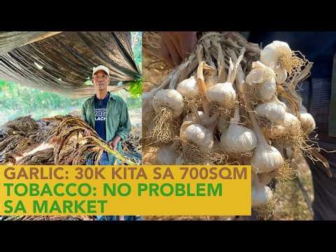 Native Garlic Farming: 700 SQM lang pero 30K ang Kita! Bakit Maganda parin mag Native Garlic?