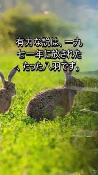船を降りると、数百羽の野生のウサギが集まってくる島が日本にある #Shorts