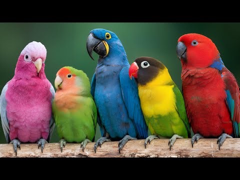 Most Beautiful Parrots | Relaxing Bird Sounds & Breathtaking Nature Scenes | Stress Relief | Relax 🌿