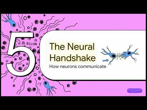 Human Nervous System 3D: Brain to Neurons | Biology Class 11