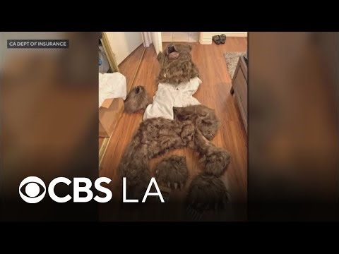 Bear‑costume scammers in LA County convicted in insurance fraud scheme