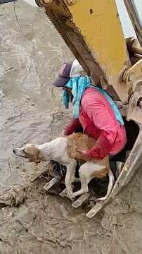 Construction Workers Rush To Save A Drowning Dog