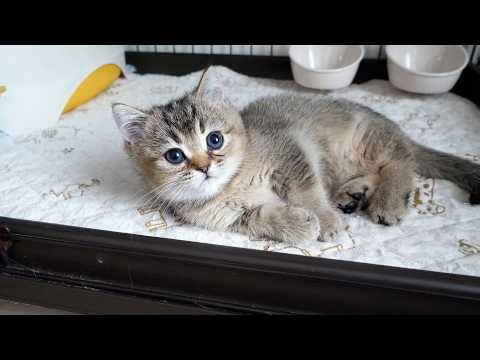 The kitten reacts so happily that I can’t help but pet its belly…