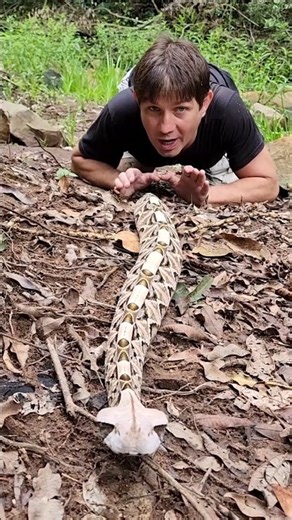 Gaboon Viper! One of the Fastest Striking Snake Species!