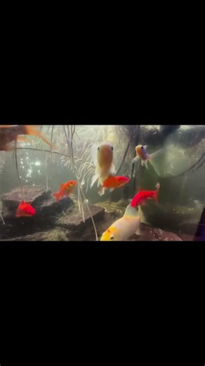 Got Roots? Fish are OBSESSED with the OGGO Aquaponics Kit. Root food!! 🐠 #gotroots