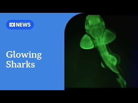Glowing swell shark captured by Australian filmmakers in 'world first' | ABC NEWS