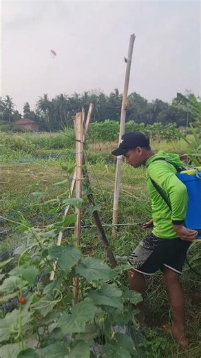 Climbing plant care until it bears fruit -Agriculture farming #shorts