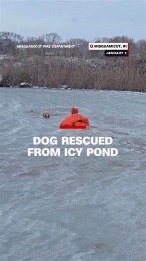 Firefighters in Rhode Island rushed into a frigid pond on New Year's Day to rescue a golden retriever who fell through thin ice during a morning walk. | CNN