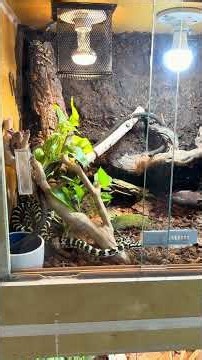 Where Does Your Snake Really Belong? 🌳🐍 #snake #reptiles #pets