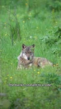 Wolves Were Reintroduced To Yellowstone — And Changed The Rivers 🐺 #shorts”