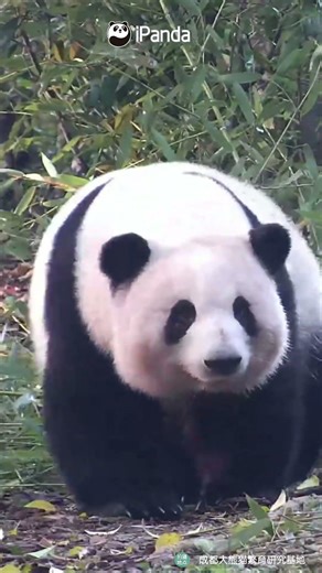 A Little Walk With He Hua Will Cure All Your Trouble | iPanda #shorts