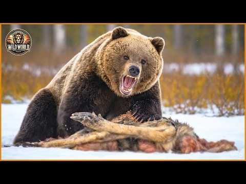 Craziest Grizzly Bear Attacks Ever Caught On Camera #wildanimals | Animal Documentary #267