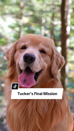 Tucker’s final Mission 🤍 When we wrote Tucker’s book, we never imagined we’d be sharing it without him. This was a project we poured our hearts into long before his passing, and we had dreamed of celebrating its release together. Although our hearts are broken and our world has completely changed, our hope is that this final chapter of Tucker’s story can bring love, comfort, and hope to others, just as he did throughout his life. 🎗️ For children battling cancer: You can sponsor a book and Tuck