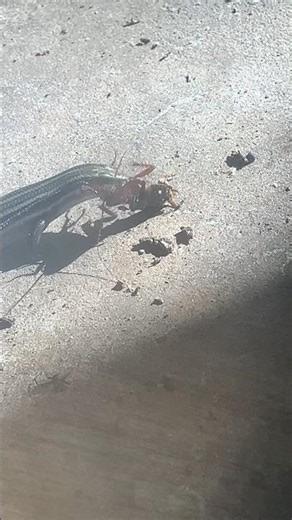 Wild lizard eating cockroach