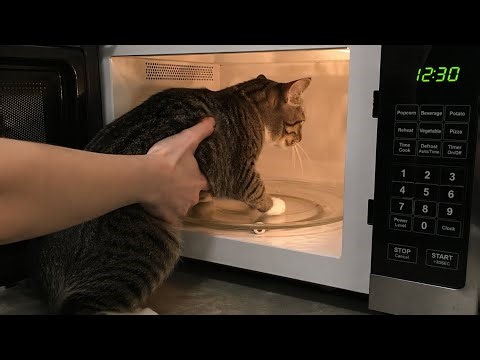 Sticking a cat in a microwave till its cooked and dies