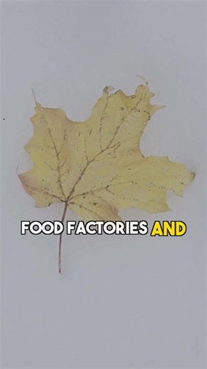 Why Leaves Change Color in Fall (The Real Science)