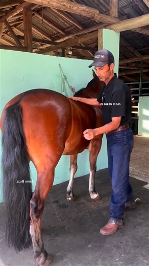 Never touch a horse here