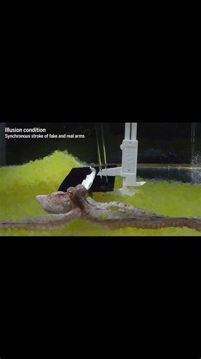 Octopuses fall for the ‘rubber arm’ illusion, just like us
