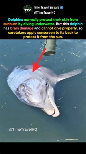 Dolphin Gets Sunscreen Because It Can't Dive! #shorts