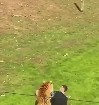 🚨 A man entered the tiger enclosure at Yorkshire Wildlife Park in England, where he was attacked by a tiger. According to reports, he has died.Ambulances, an air ambulance, and a doctor were rushed to the scene. Witnesses also reported hearing gunshots.The park has been https://t.co/hrtYEH3INK