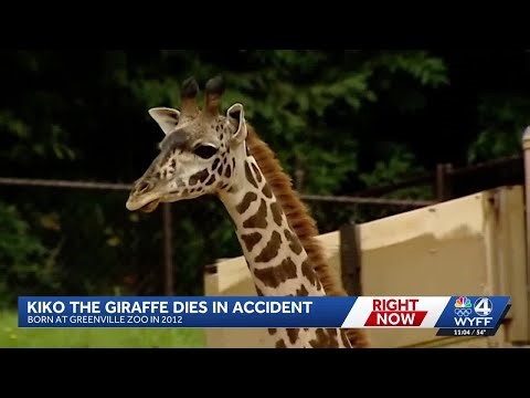 Beloved giraffe born at the Greenville Zoo dies in tragic accident