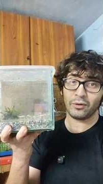 Mini Vlog: Growing Java Fern In An Emersed Greenhouse #plantedtank #aquascape Gardening aquarium