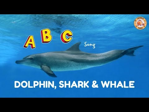 ABC Song - Dolphin, Shark & Whale - #singing & #learning #abcd together