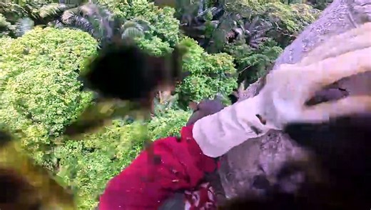 🍯 One Giant Ancient Tree, Angry Bees, and a 100-Meter Climb for Wild Honey! 😱🐝