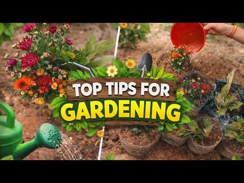 Gardening Tips 🌼|ଘରେ ସେବତି ଫୁଲ ଗଛ କିପରି ଲଗାଇବା | How to grow chrysanthemum flowers at home easily.