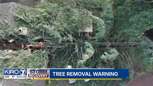 Washington State is still recovering from historic flooding, followed by strong winds, and now residents face another concern - unstable trees. Saturated ground can make even previously healthy trees a hazard. | KIRO 7 News